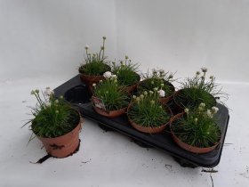 Alpinariumo augalas, gvaizdė pajūrinė, vazonėlio skersmuo 13 cm.