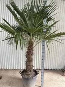 Daugiametis augalas, šiurkšuolė kanapinė, vazonėlio skersmuo 55 cm.