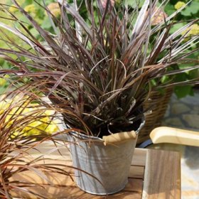 Žolinis augalas, astelia "Red Shadow", vazonėlio skersmuo 14 cm.