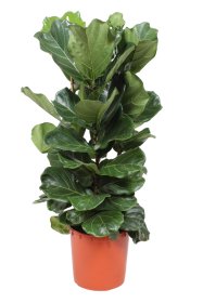 Kambarinis augalas, lyralapis fikusas (Ficus lyrata), vazono skersmuo 21 cm.