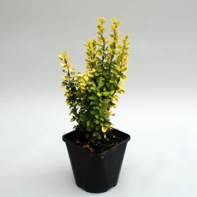 Dekoratyvinis krūmas, raugerškis tunbergo "Golden Dream", vazonas 2 l.