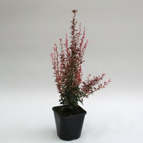 Dekoratyvinis krūmas, raugerškis tunbergo "Rosy Rocket", vazonas 2 l.