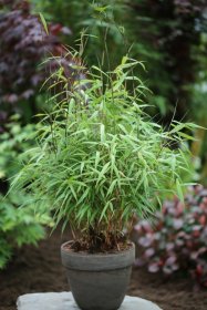 Žolinis augalas, bambukas skėtinis "Asian Wonder", vazonas 5 l.