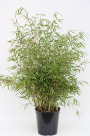 Žolinis augalas, bambukas skėtinis "Early Green", vazonas 5 l.