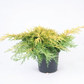 Spygliuotis, kadagys kininis "Goldstar", vazonas 2 l.