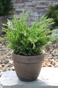 Spygliuotis, kadagys kininis "Mint Julep", vazonas 2 l.