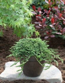 Spygliuotis, kadagys horizontalusis "Icee Blue", vazonas 2 l.