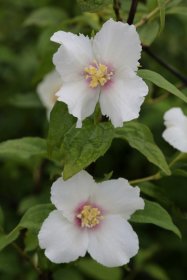 Dekoratyvinis krūmas, jazminas "Belle Etoile", vazonas 5 l.