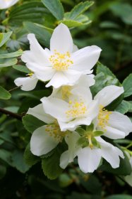 Dekoratyvinis krūmas, jazminas "Bouquet Blanc", vazonas 5 l.