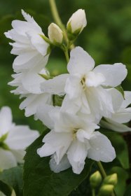 Dekoratyvinis krūmas, jazminas "Frosty Morn", vazonas 5 l.