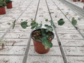Kambarinis augalas, eukaliptas, vazonėlio skersmuo 12 cm.