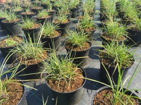 Žolinis augalas, miskantas, vazonas 5 l.