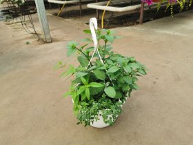 Prieskoniniai augalai, pakabinamame vazone, vazono skersmuo 25 cm.