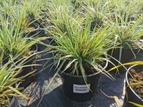 Žolinis augalas, viksva, vazonas 2 l.