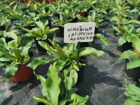 Daugiametė gėlė, kermėkas (Limonium), vazono skersmuo 15 cm.
