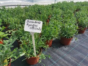 Daugiametė gėlė, juozažolė (Hyssopus), vazono skersmuo 15 cm.