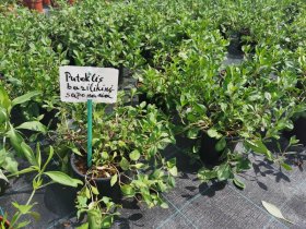 Alpinariumo augalas, bazilikinis putoklis (Saponaria), vazono skersmuo 15 cm.