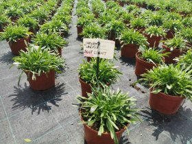 Alpinariumo augalas, austėja (Jasione), vazono skersmuo 15 cm.