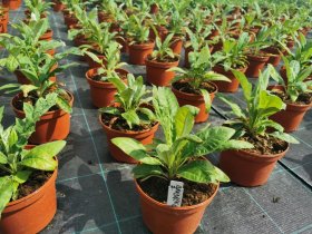 Daugiametė gėlė, bandrenis (Echinops), vazono skersmuo 15 cm.