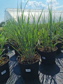 Žolinis augalas, rykštinė sora "Heavy Metal", vazonas 5 l.