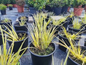 Vandens augalas, ajeras (Acorus), vazonas 2 l.