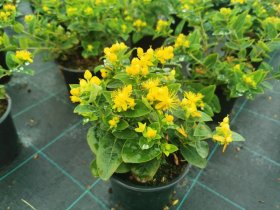 Žolinis augalas, jonažolė, vazonėlio skersmuo 15 cm.