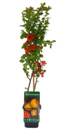 Vaiskrūmis, svarainis, įvairios veislės, vazonėlio skersmuo 9 cm.