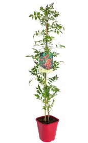 Vijoklinis augalas, ląstūnė, vazonėlis 2 l.