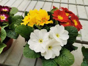 Kambarinis augalas, raktažolė paprastoji (3 vnt.), vazonėlio skersmuo 17 cm.