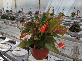 Vienmetė gėlė, begonija (svyranti), vazonėlio skersmuo 15 cm.