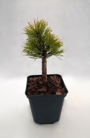 Spygliuotis, kalninė pušis "Winter Gold", vazonėlio skersmuo 9 cm.