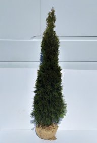 Spygliuotis, vakarinė tuja "Smaragd", aukštis 150 cm., kelta iš grunto