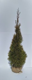 Spygliuotis, vakarinė tuja "Smaragd", aukštis 120 cm., kelta iš grunto