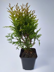 Spygliuotis, vakarinė tuja "Globosa", aukštis 15-20 cm., vazonėlio skersmuo 9 cm.