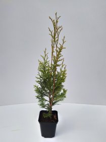 Spygliuotis, vakarinė tuja "Aureospicata", aukštis 30-40 cm., vazonėlio skersmuo 9 cm.