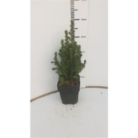 Spygliuotis, eglė baltoji "Conica", vazono skersmuo 17 cm.