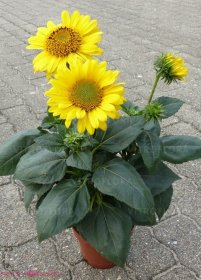 Daugiametė gėlė, saulėgrąža, vazonas 2 l.