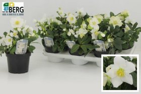 Daugiametė gėlė, eleboras "Advent Star", vazonėlio skersmuo 15 cm.