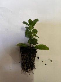 Prieskoninio augalo daigelis, šaltmėtė "Moroccan"