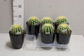 Kambarinis augalas, kaktusas "Echino cactus grusoni", vazonėlio skersmuo 12 cm.