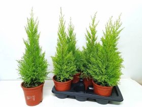 Spygliuotis, kiparisas dailusis "Goldcrest Wilma", vazonėlio skersmuo 17 cm.