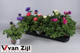 Kambarinis augalas, plukė (vienmetė), vazonėlio skersmuo 11 cm.