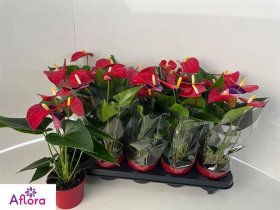 Kambarinis augalas, anturis "Bambino Red", vazonėlio skersmuo 11 cm.