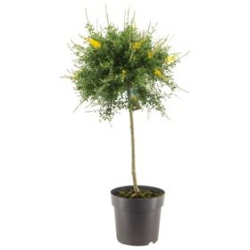 Dekoratyvinis krūmas, prožirnis (raipstas), ant stiebo, vazonėlio skersmuo 23 cm.