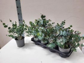 Dekoratyvinis krūmas, eukaliptas "Gunnii", vazonėlio skersmuo 14 cm.