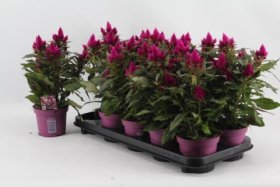 Vienmetė gėlė, celiozija "Deep Purple", vazonėlio skersmuo 12 cm.