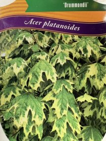 Dekoratyvinis medis, klevas "Druomondi", vazonėlio skersmuo 23 cm.