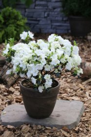 Dekoratyvinis krūmas, japoninė azalija "Schneeperle", vazonas 2 l.