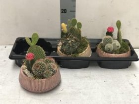 Kambarinis augalas, kaktusų kompozicija, keraminiame vazonėlyje, vazonėlio skersmuo 17 cm.