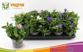 Daugiametė gėlė, plačiavarpis, įvairūs, vazonėlio skersmuo 12 cm.